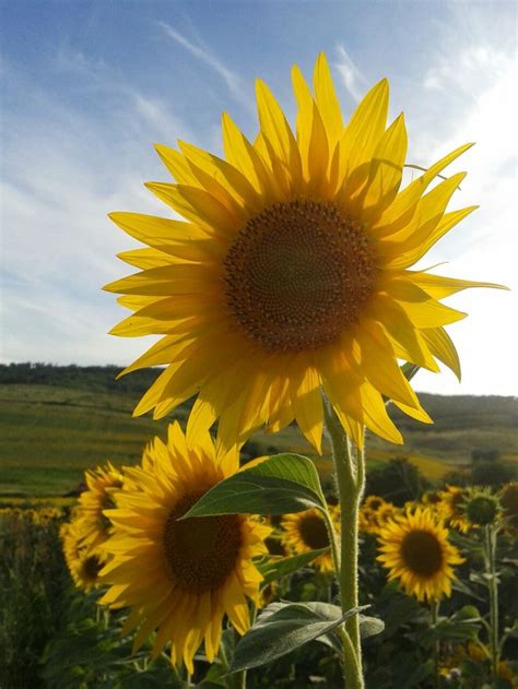 Pin By Kenny Velis On Sunflower Sunflower Plants Garden