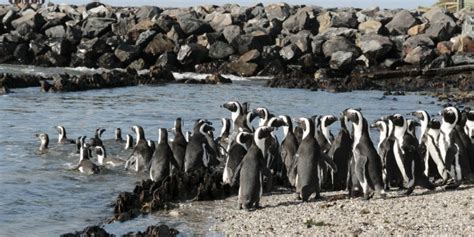 Robbeneiland Lees Hier Meer Over Het Gevangeniseiland Bij Kaapstad