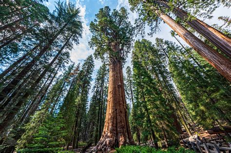 General Sherman Tree in Sequioa National Park - Public Policy Institute ...