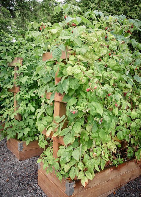 22 Raspberry Trellis Ideas Raspberry Trellis Growing Raspberries Trellis