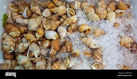 Fresh Whelks Sea Snails On Display At A Uk Fishmongers Stock Photo