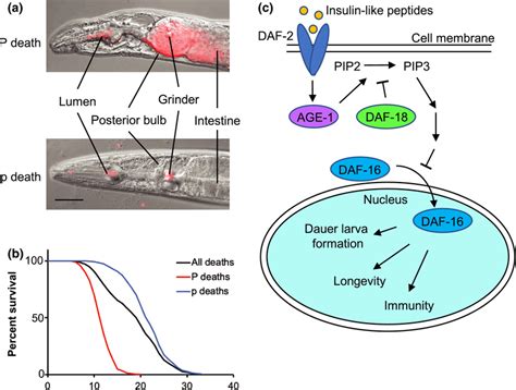 Schematic Of Mortality Deconvolution And Insulin Igf Signaling Iis