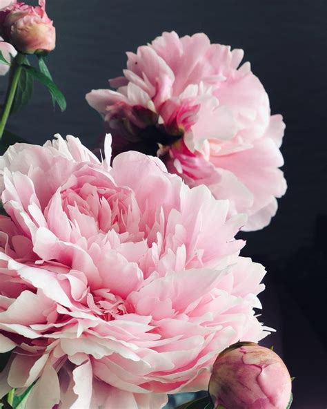 Some Pink Flowers Are In A Glass Vase