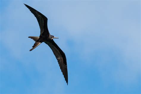 Female Frigatebird Fregata Magnificens Seen Flying Near Flickr