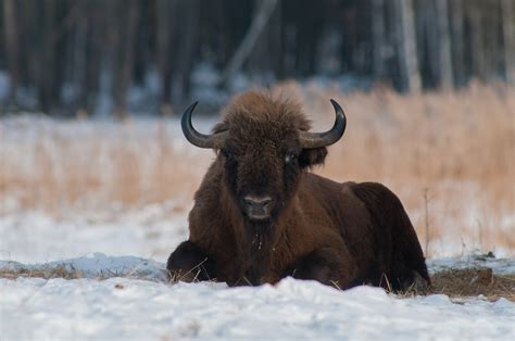 Żubr europejski Blog fotografiaprzyrodnicza pl