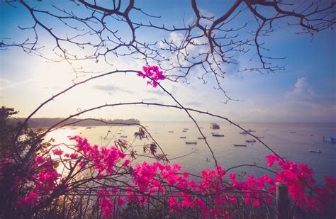 Free Images Tree Nature Branch Cloud Plant Sky Sunrise Sunset