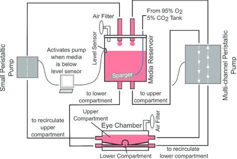 Schematic Of The Media Flow In The Bioreactor Media From Elevated