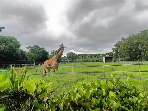 Bannerghatta National Park Bangalore Ticket Price Timings Photos