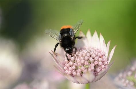 bee collecting nectar Stock Photo 05 free download