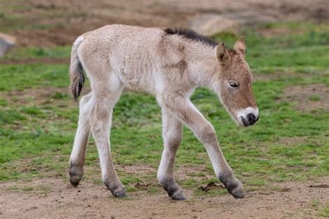 Przewalski's horse clone foaled at San Diego Zoo using 42-year-old DNA