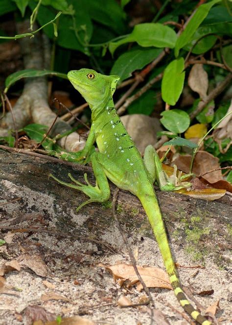 Basilic Vert Femelle Plumifrons De Basiliscus Photo Stock Image Du