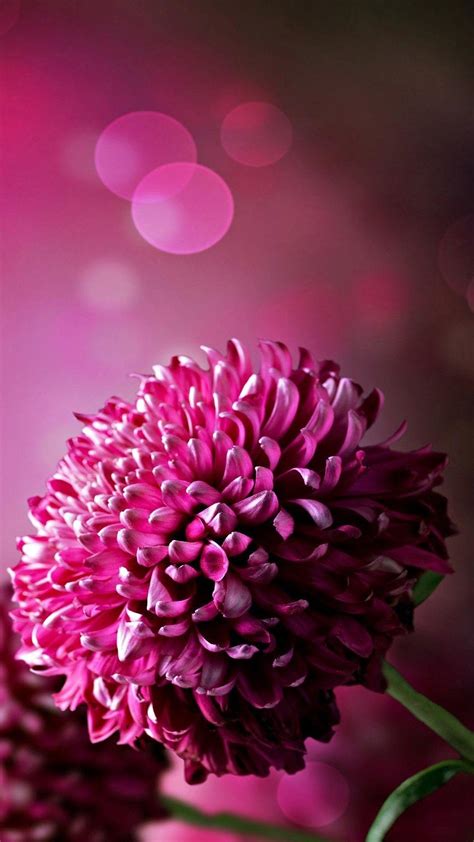 Flower Mobile Wallpapers Top Free Flower Mobile Backgrounds