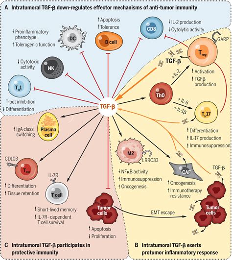 Transforming Growth Factorβ1 In Regulatory T Cell Biology Science