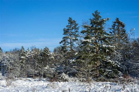 Amazing Panoramic View. Winter Snowy White Landscape. Blue Sky ...