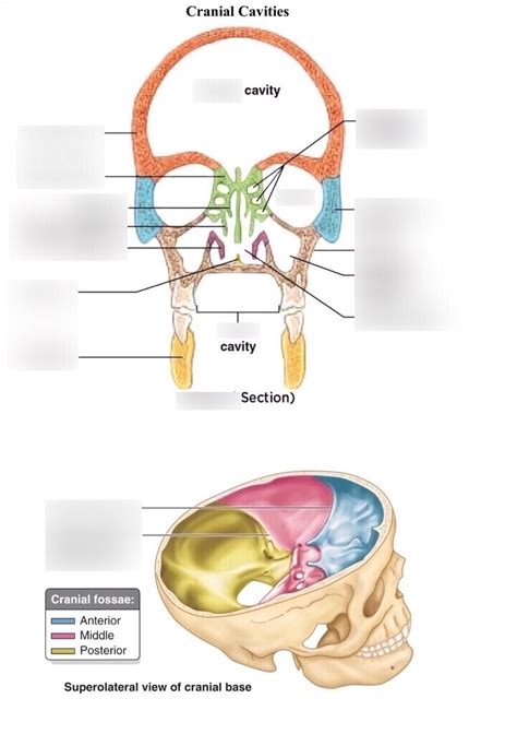 Gross Anatomy Skull Lab 1 Cranial Cavities Diagram Quizlet