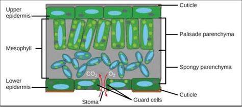 Tissues Cbse Class 9 Science Notes Chapter 6