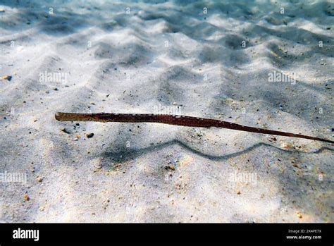 Underwater Image In To The Mediterranean Sea Of Broadnosed Pipefish