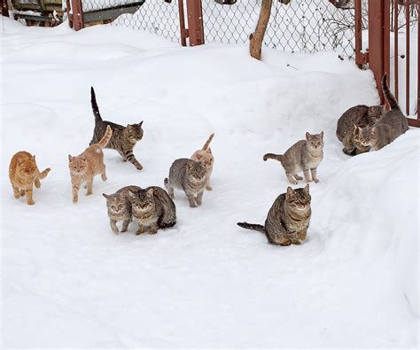 Caring for Community Cats During the Cold Weather | Hartz