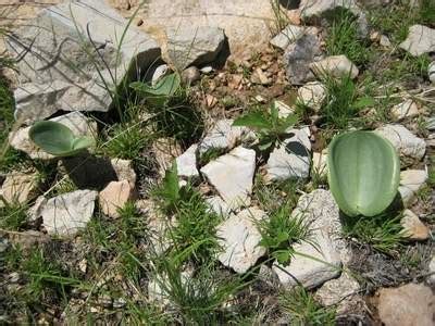 Caudiciform Eriospermum Namaquanum