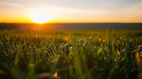 Green Grass Field During Day Light Hd Wallpaper Wallpaper Flare