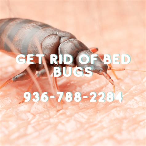 Pest Control In Conroe Willis The Woodlands Montgomery County Tx