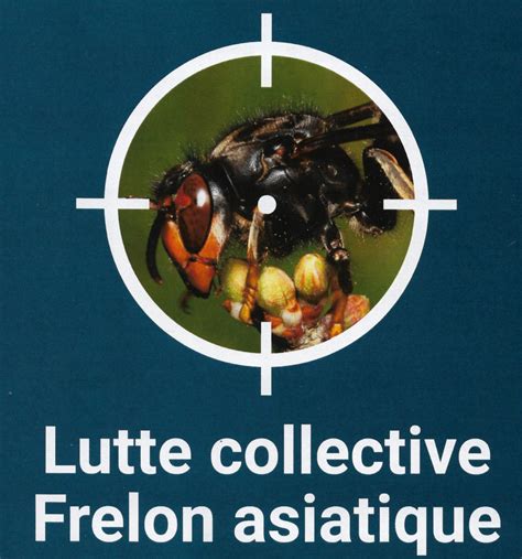 Plan De Lutte Contre L Invasion Du Frelon Asiatique Aizier Site