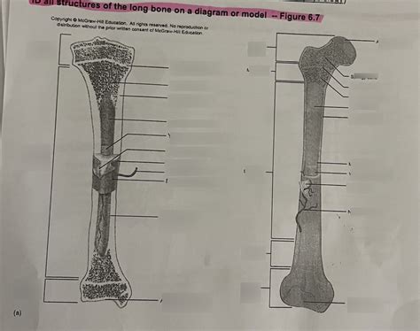 Long Bone Diagram Quizlet