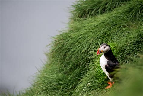 5 Must-Visit Locations for Puffin Sightings in Iceland