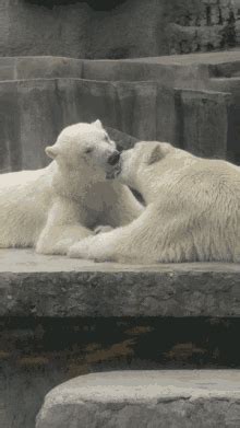 Bears Kiss Bears Kiss Polar Bear Discover Share Gifs