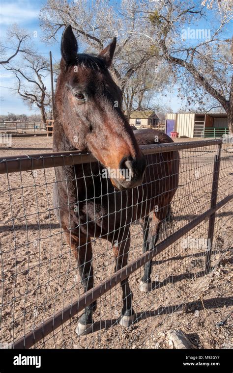 domesticated horse Stock Photo - Alamy