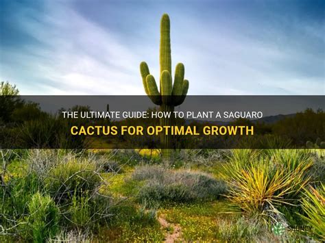 The Ultimate Guide How To Plant A Saguaro Cactus For Optimal Growth Shuncy