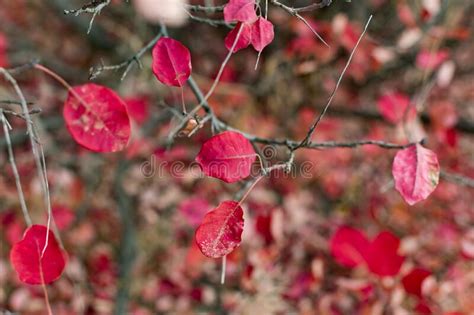 Unusually Beautiful Color Autumn Leaves Pink And Red Tones Against A