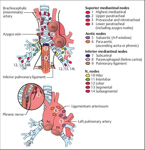 Mediastinum from the Esophagus | Radiology Key