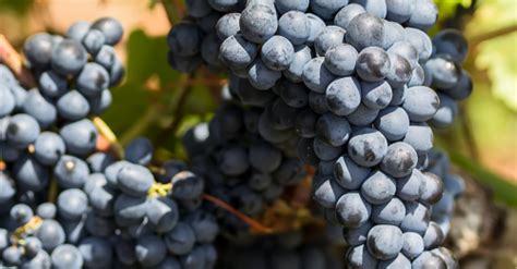 Interesting facts about Negroamaro | WineTourism.com