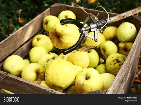 Yellow Big Apples Image And Photo Free Trial Bigstock