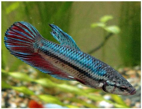 Siamese Fighting Female Betta Fish (assorted colors) | Arizona Aquatic ...