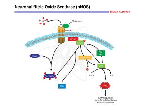 PPT Neuronal Nitric Oxide Synthase NNOS PowerPoint Presentation