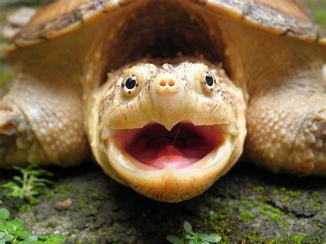 Smile Happy Animals Cute Baby Turtles Happy Turtle