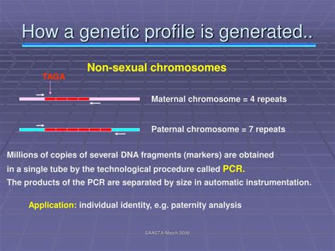 PPT DNA Fingerprinting UWC Developments On Y Chromosome Profiling