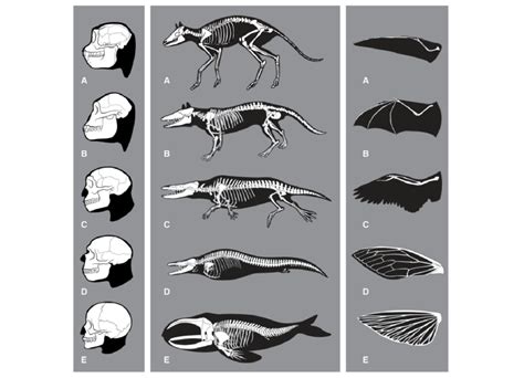 Evolution Of Features Related To Thinking Swimming And Flying Left