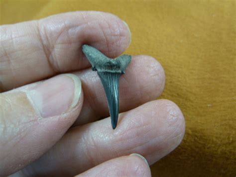 1 Inch Fossil Sand Tiger Shark Tooth Teeth Pendant Necklace JEWELRY You