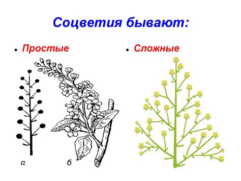 Соцветия. Простые соцветия - презентация онлайн