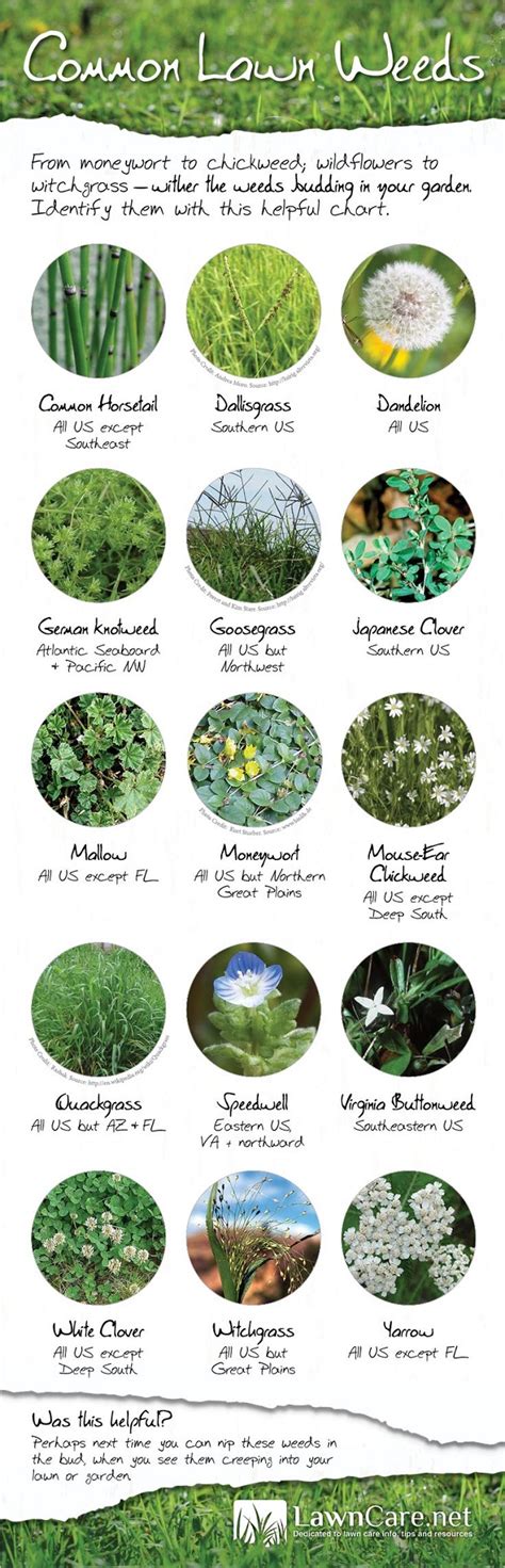 Natural Weed Control For A Healthy Garden Survivopedia