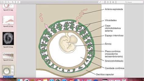 Embriologia Placenta E Membranas Extraembrionarias YouTube