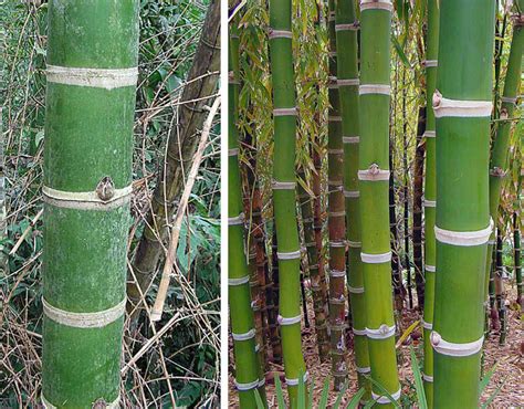 Genus Guadua Giant Neotropical Bamboo Bambu Batu