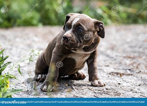 Dog Gray American Pit Bull Terrier, Portrait on Nature. Stock Image ...