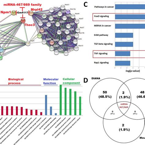 Bioinformatics Analysis For Ccdc41os1 A Constructed Protein Protein