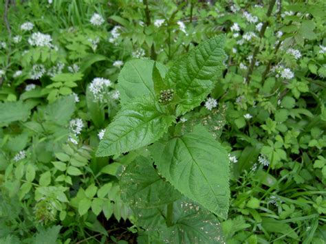 Botanische Spaziergaenge At Thema Anzeigen Scrophularia Nodosa