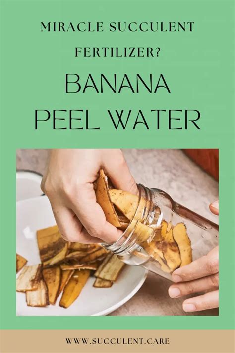 Banana Peel Water Succulentdotcare