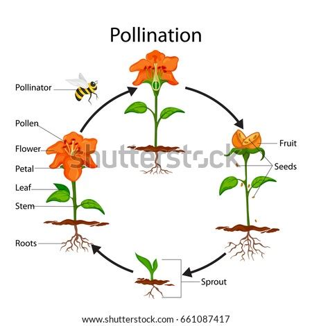 DIAGRAM Encyclopedia Britannica Pollination Diagram MYDIAGRAM ONLINE